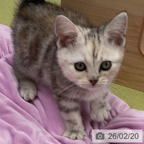 アメリカンショートヘアの写真