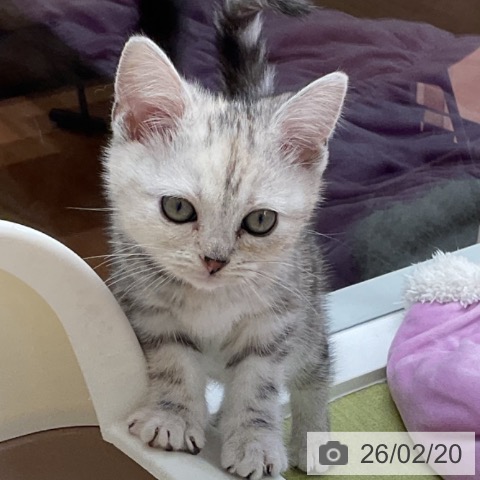 アメリカンショートヘアの写真