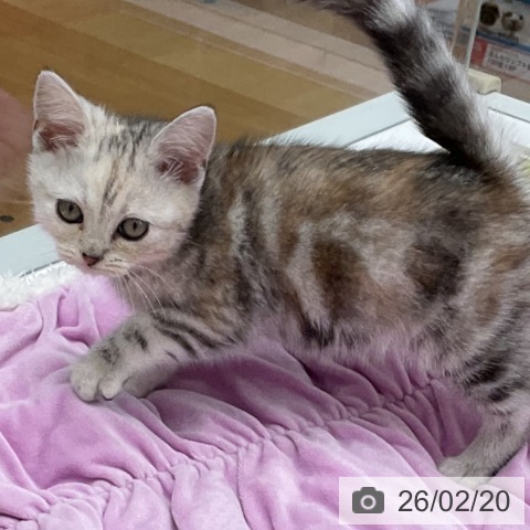 アメリカンショートヘアの写真