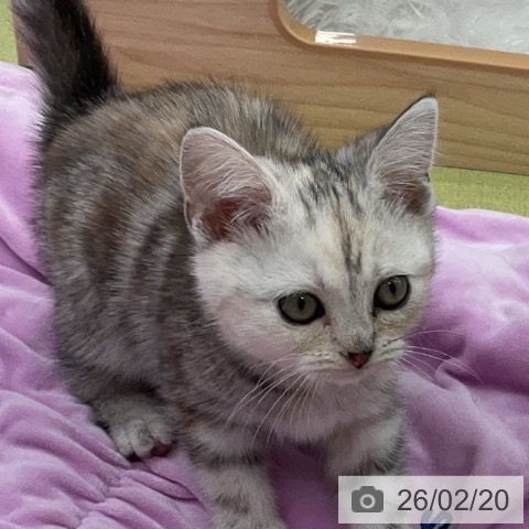 アメリカンショートヘアの写真