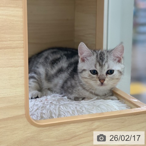 アメリカンショートヘアの写真