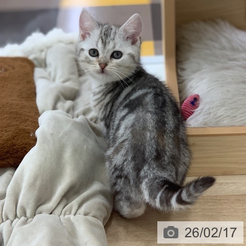 アメリカンショートヘアの写真