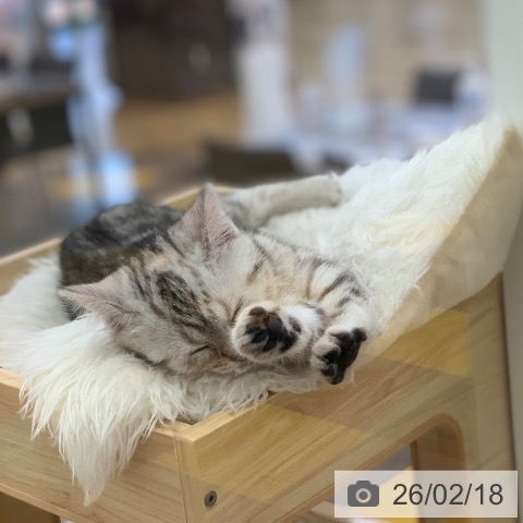 アメリカンショートヘアの写真