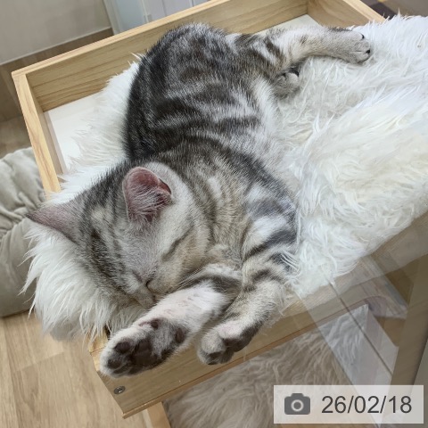 アメリカンショートヘアの写真