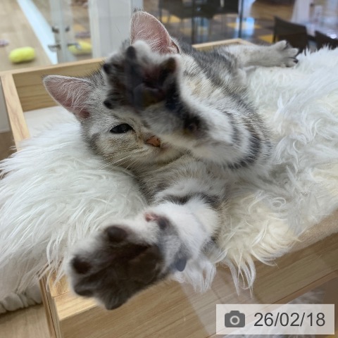 アメリカンショートヘアの写真