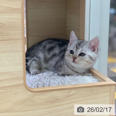 アメリカンショートヘアの写真