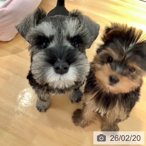 愛知県のミニチュアシュナウザー (ペットプラス 名古屋茶屋店/2025年12月16日生まれ/男の子/ソルトペッパー)の子犬の3枚目の画像