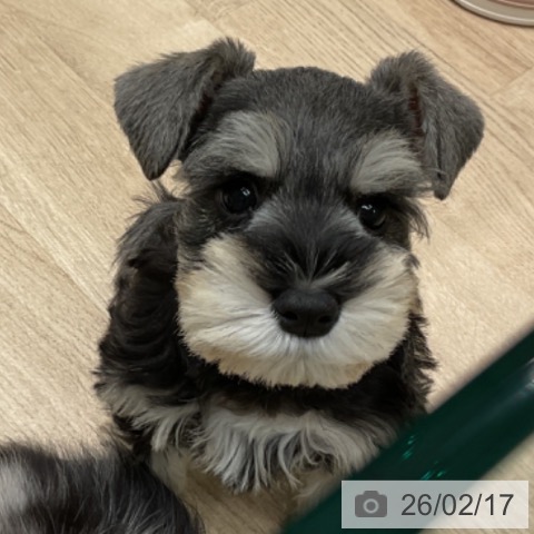 ミニチュア・シュナウザーの写真