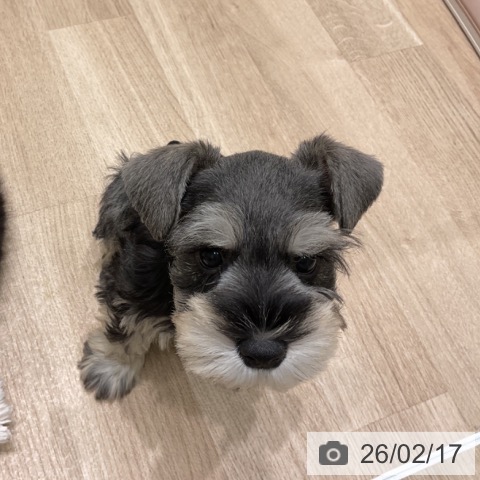 ミニチュア・シュナウザーの写真