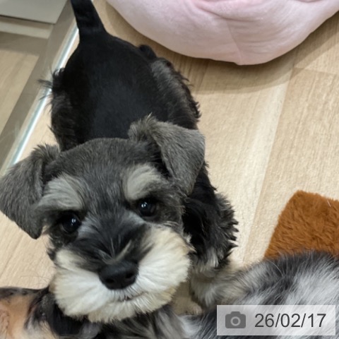 ミニチュア・シュナウザーの写真