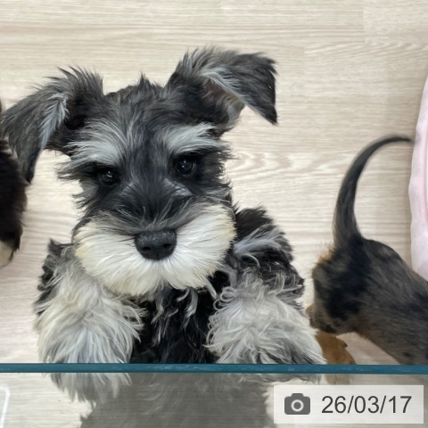 愛知県のミニチュアシュナウザー (ペットプラス 豊田店/2025年12月16日生まれ/男の子/ソルトペッパー)の子犬の4枚目の画像