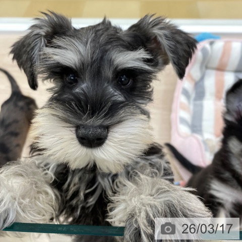 愛知県のミニチュアシュナウザー (ペットプラス 豊田店/2025年12月16日生まれ/男の子/ソルトペッパー)の子犬の3枚目の画像