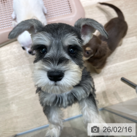 ミニチュア・シュナウザーの写真