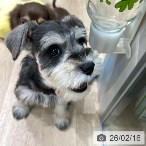 ミニチュア・シュナウザーの写真