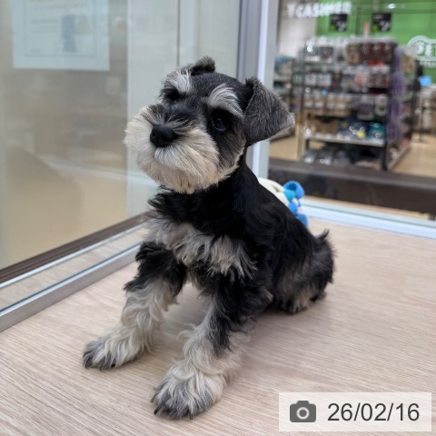 ミニチュア・シュナウザーの写真