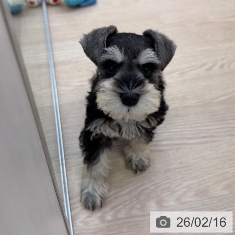 ミニチュア・シュナウザーの写真