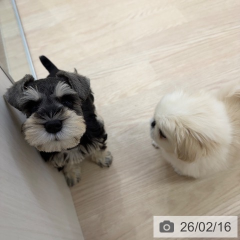 ミニチュア・シュナウザーの写真