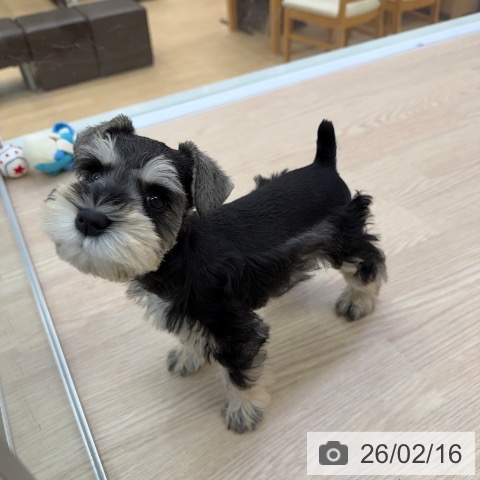 ミニチュア・シュナウザーの写真