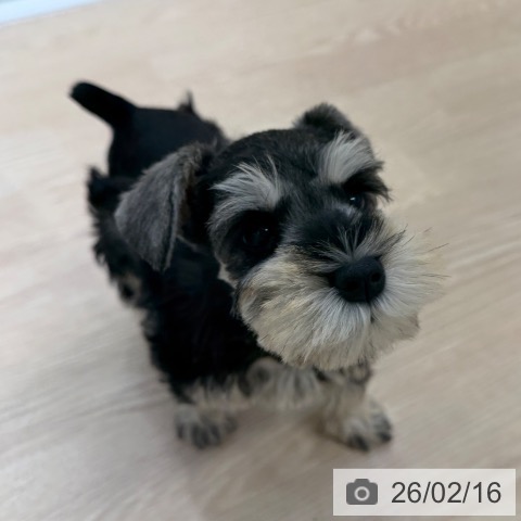 ミニチュア・シュナウザーの写真