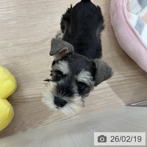 愛知県のミニチュアシュナウザー (ペットプラス ナゴヤドーム前店/2025年12月16日生まれ/女の子/ソルトペッパー)の子犬の3枚目の画像