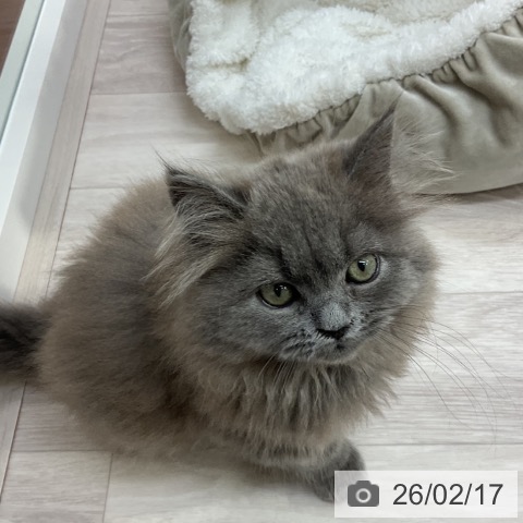 スコティッシュフォールドの写真