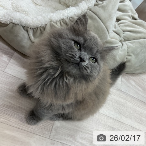 スコティッシュフォールドの写真