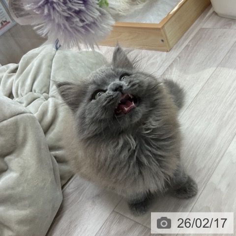 スコティッシュフォールドの写真