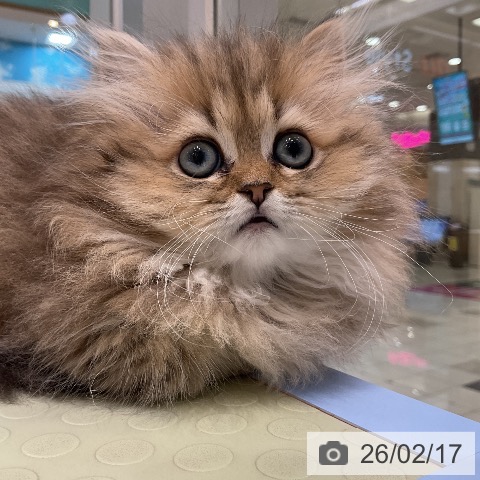 ペルシャの写真