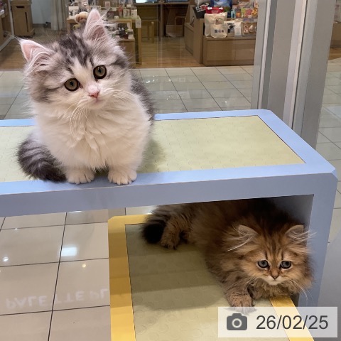 ペルシャの写真