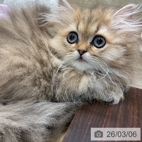 ペルシャの写真