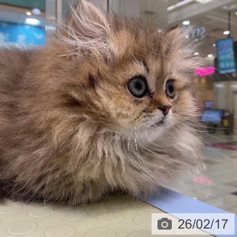 ペルシャの写真