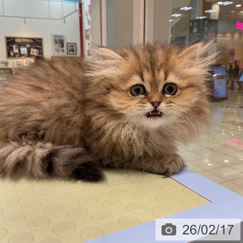 ペルシャの写真