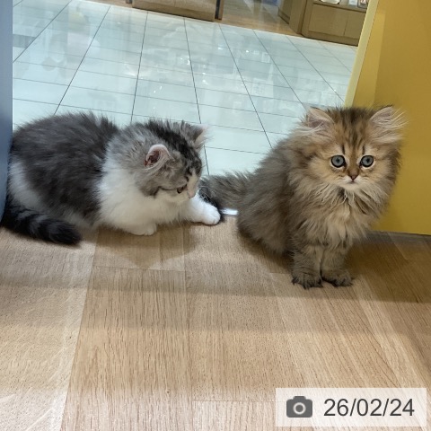 愛知県のペルシャ (ペットプラス イオンモール長久手店/2025年12月8日生まれ/女の子/チンチラゴールデン)の子猫の4枚目の画像