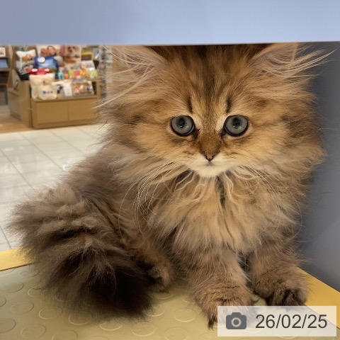 愛知県のペルシャ (ペットプラス イオンモール長久手店/2025年12月8日生まれ/女の子/チンチラゴールデン)の子猫の3枚目の画像