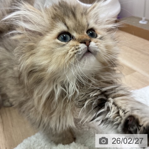 愛知県のペルシャ (ペットプラス 岡崎店/2025年12月8日生まれ/女の子/チンチラゴールデン)の子猫の4枚目の画像