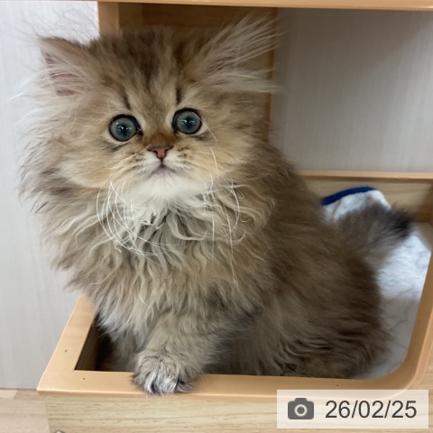 愛知県のペルシャ (ペットプラス 岡崎店/2025年12月8日生まれ/女の子/チンチラゴールデン)の子猫の3枚目の画像