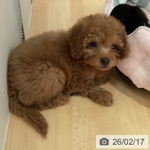 トイ・プードルの写真