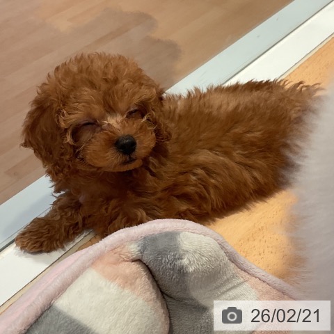 トイ・プードルの写真