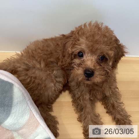 トイ・プードルの写真