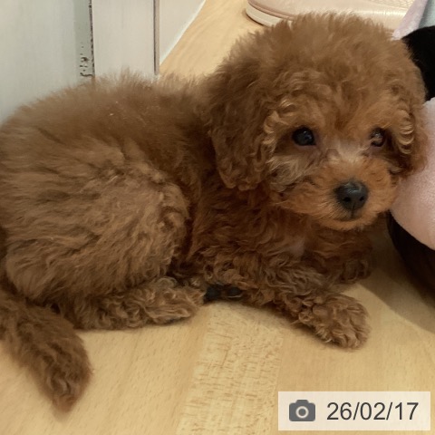 トイ・プードルの写真