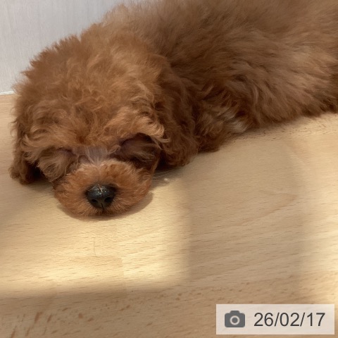 トイ・プードルの写真