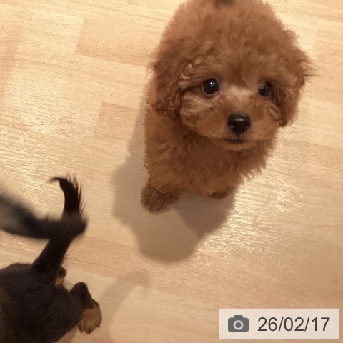 トイ・プードルの写真