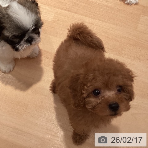 トイ・プードルの写真