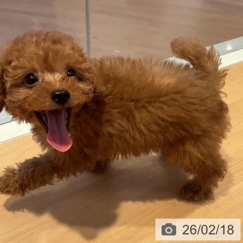 三重県のトイプードル(トイ) (ペットプラス 東員店/2025年12月17日生まれ/男の子/レッド)の子犬の3枚目の画像