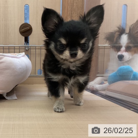 三重県のチワワ(ロング) (ペッツワン 桑名店/2025年12月15日生まれ/男の子/ブラッククリームホワイト)の子犬の4枚目の画像