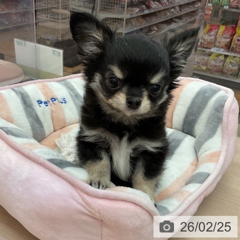 三重県のチワワ(ロング) (ペッツワン 桑名店/2025年12月15日生まれ/男の子/ブラッククリームホワイト)の子犬の3枚目の画像