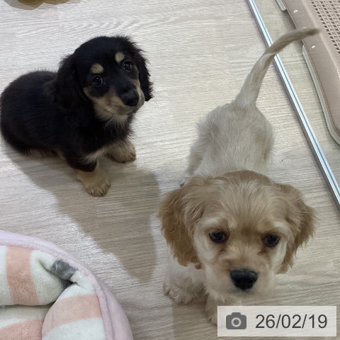 富山県のアメリカンコッカースパニエル (ペットプラス 高岡店/2025年12月13日生まれ/男の子/バフ)の子犬の3枚目の画像