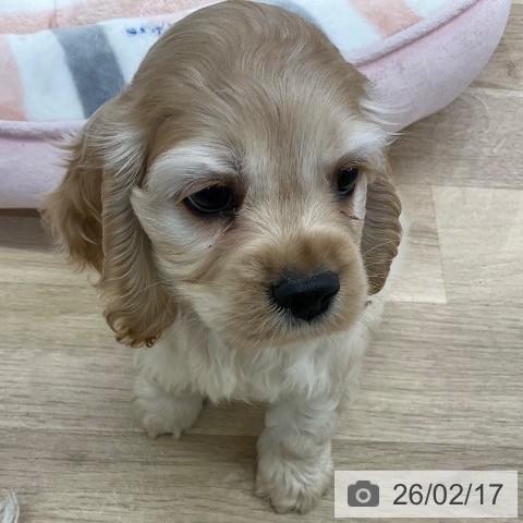 愛知県のアメリカンコッカースパニエル (ペットプラス mozoワンダーシティ店/2025年12月13日生まれ/男の子/バフ)の子犬の4枚目の画像