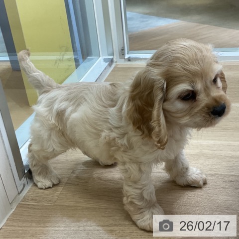 愛知県のアメリカンコッカースパニエル (ペットプラス mozoワンダーシティ店/2025年12月13日生まれ/男の子/バフ)の子犬の3枚目の画像