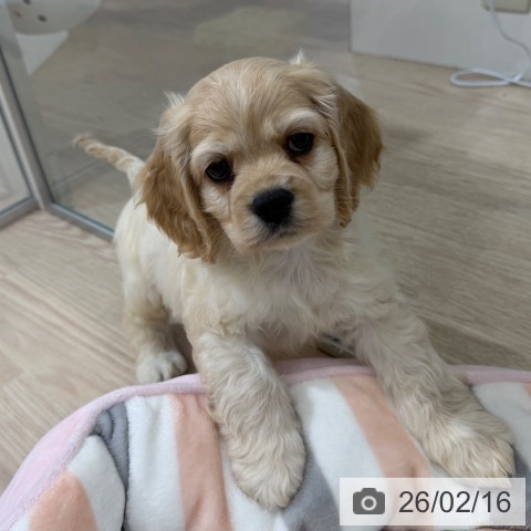 アメリカン・コッカー・スパニエルの写真